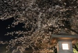 桜満開！東郷神社🌸